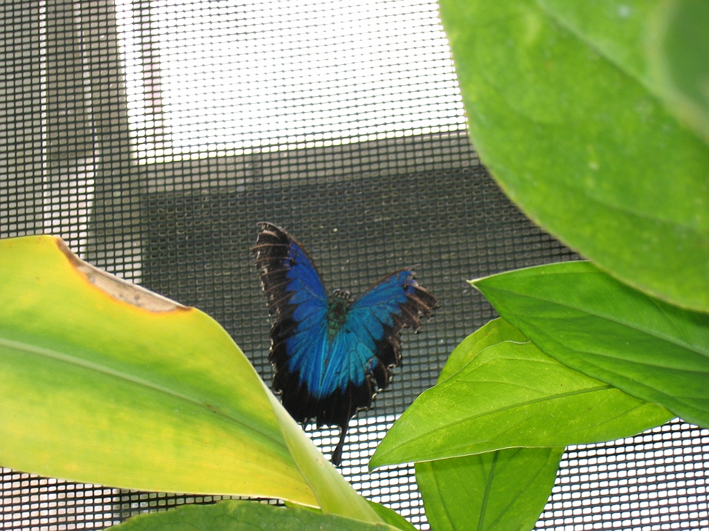CairnsTC392 Butterflies Sanctuary.jpg